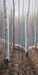 Morning Promise, 24 x 40 Sold